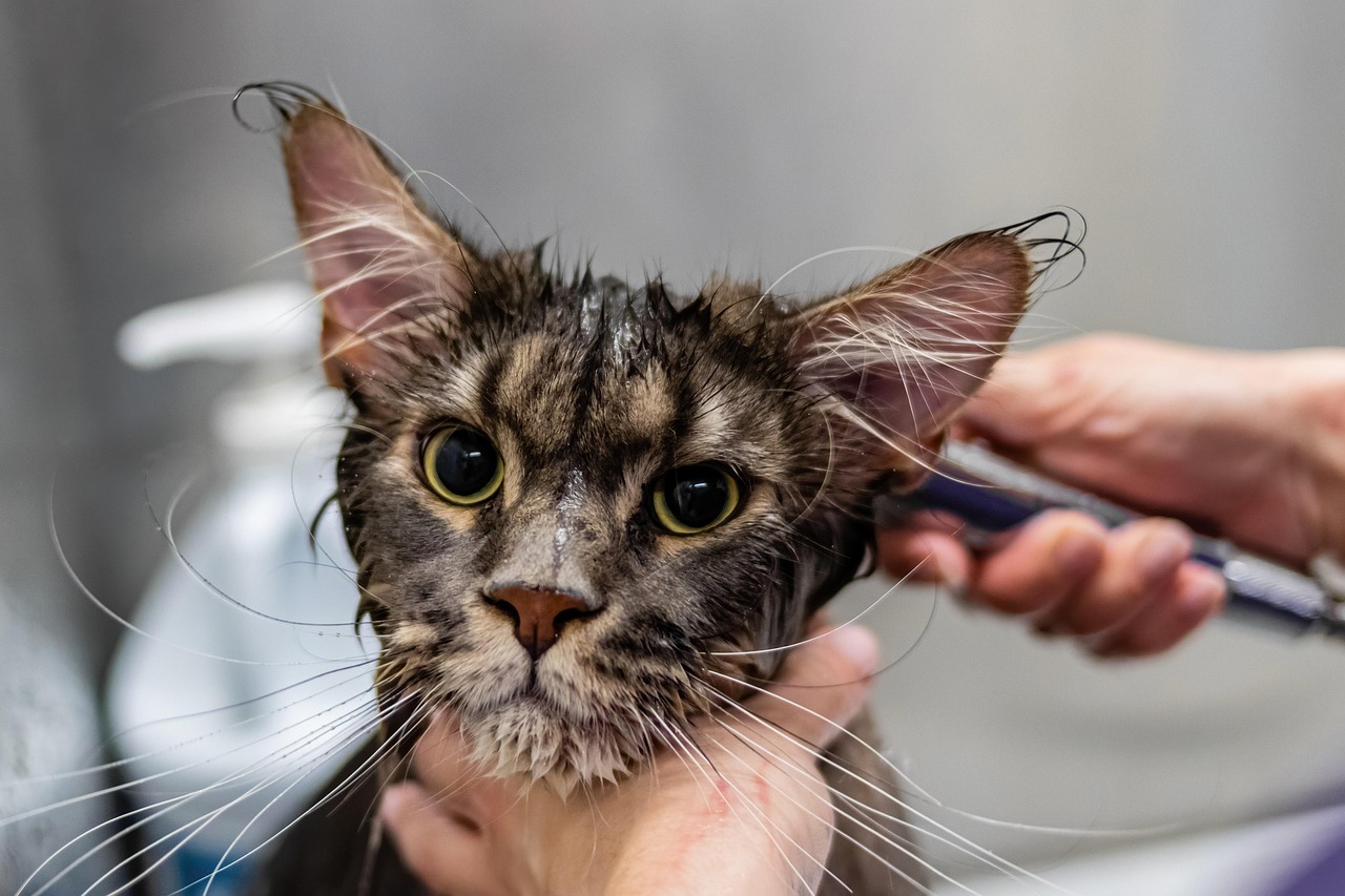 How Much Does It Cost to Have Your Cat Groomed: Ultimate Guide