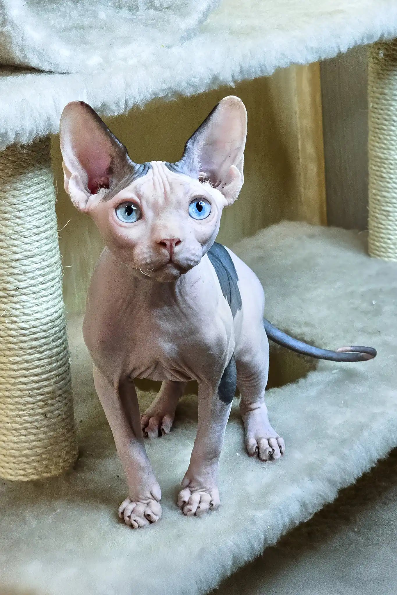 How Much for a Sphynx Cat from a Breeder