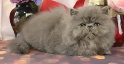 How Much is a Persian Cat from a Breeder: Ultimate Price Guide