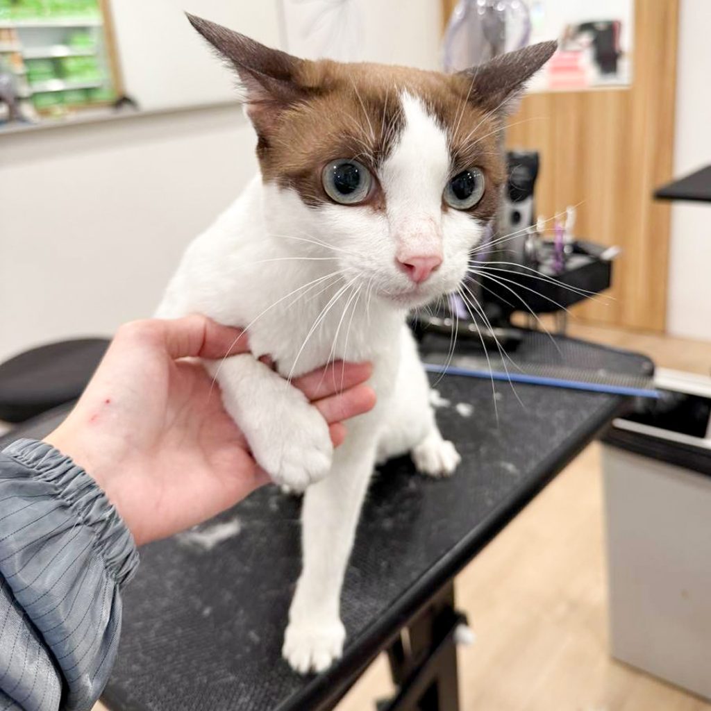 How Much is Cat Grooming in Singapore: Ultimate Cost Guide 2025