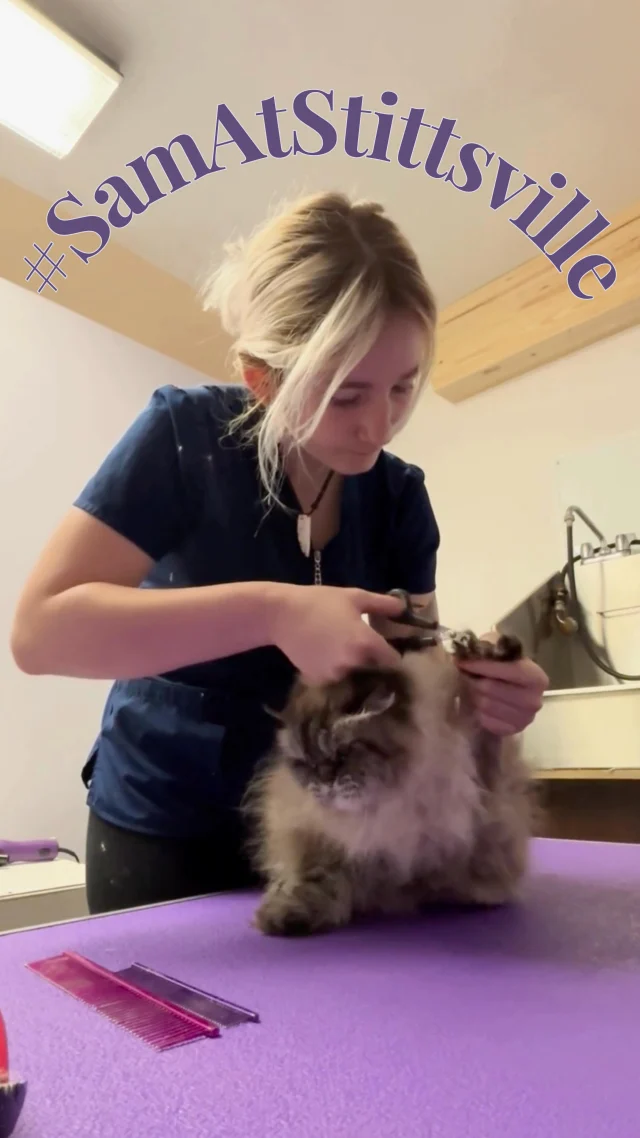 How Much is Cat Grooming near Me: Affordable Prices Revealed