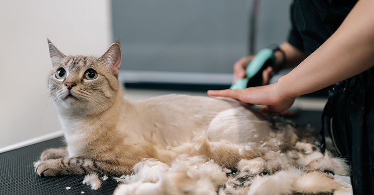 How Much is to Groom a Cat: Ultimate Cost Guide Revealed