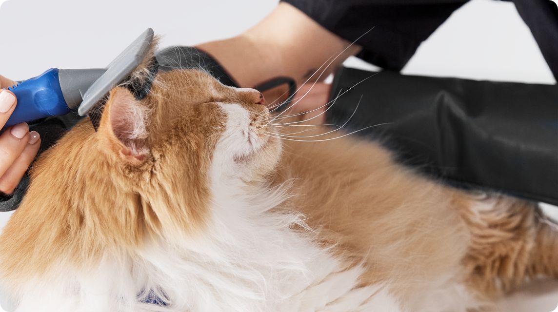 How Much It Cost to Groom a Cat