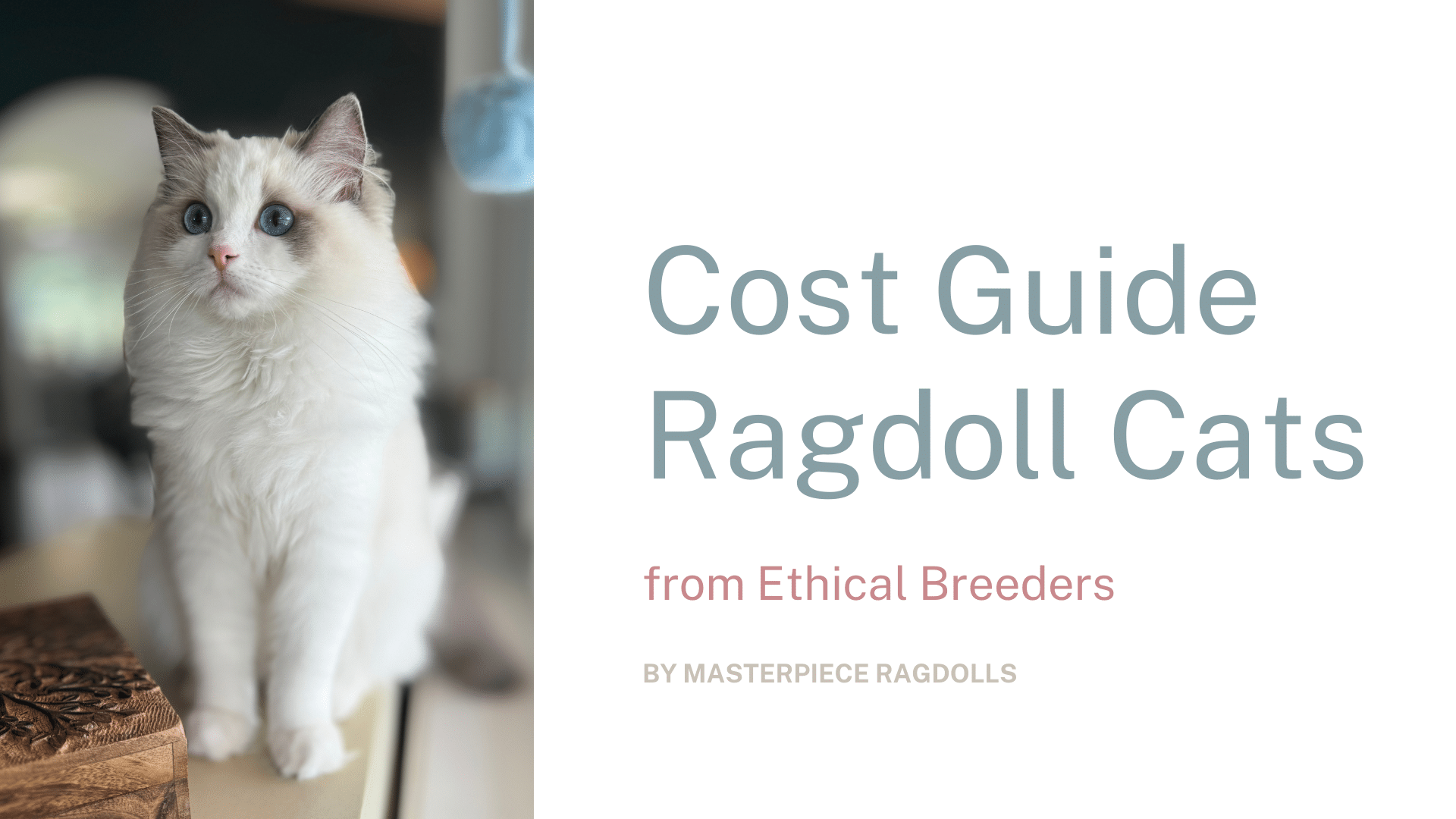 How Much Money a Year Can a Cat Breeder Make: Surprising Earnings Revealed