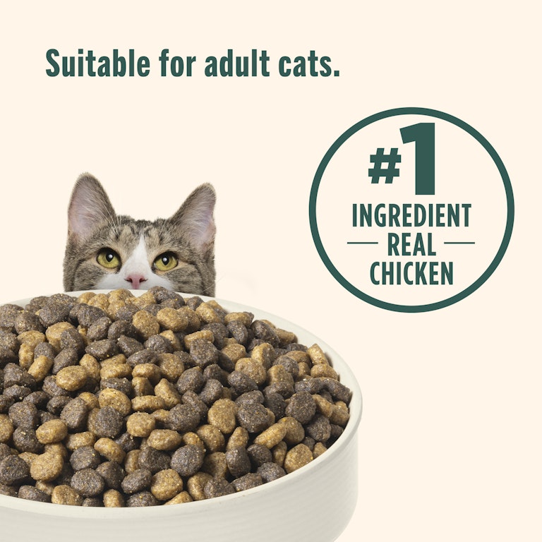 How Much Solid Food for an Adult Cat: Expert Feeding Guide