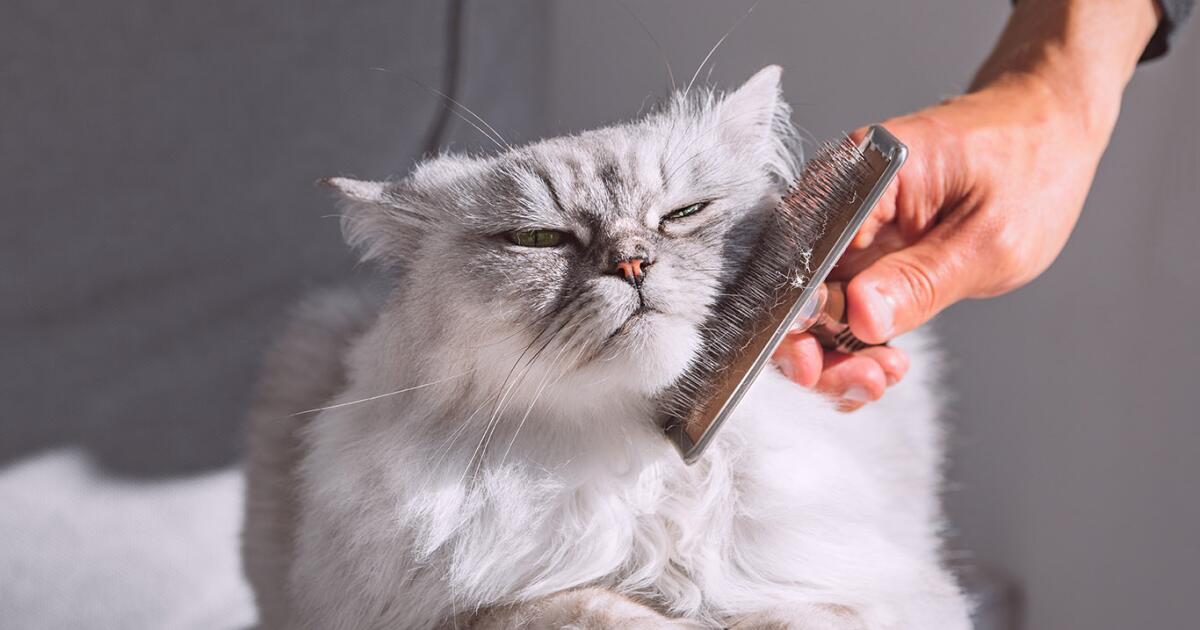 How Much to Tip Groomer Cat