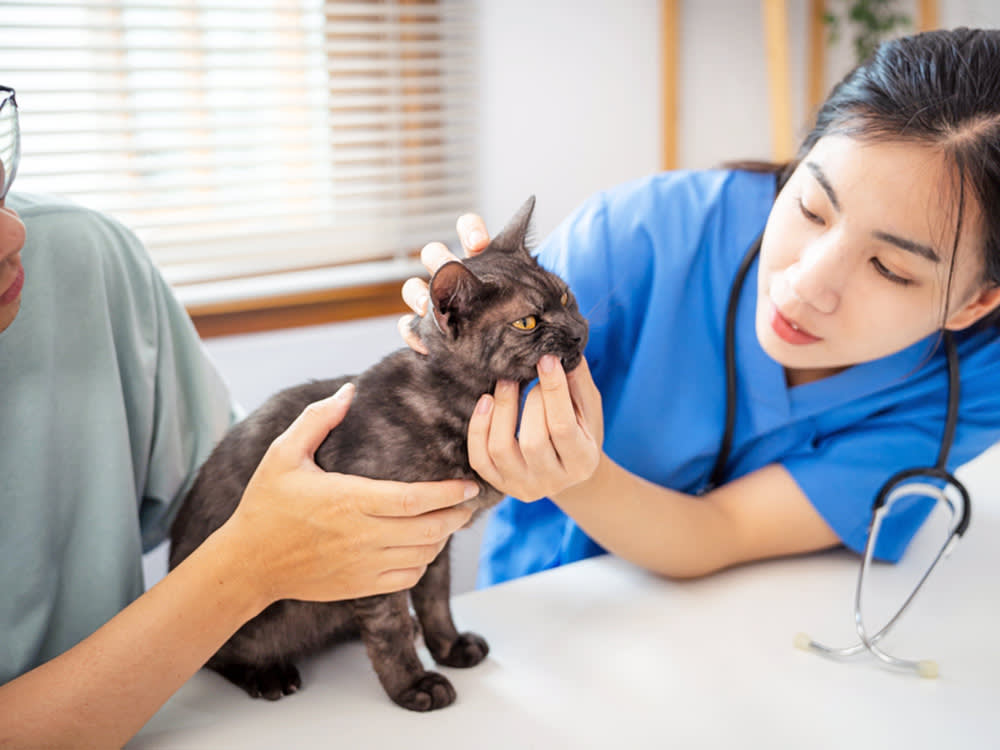How Much Vet Cost to Groom Cat: Ultimate Price Guide Revealed