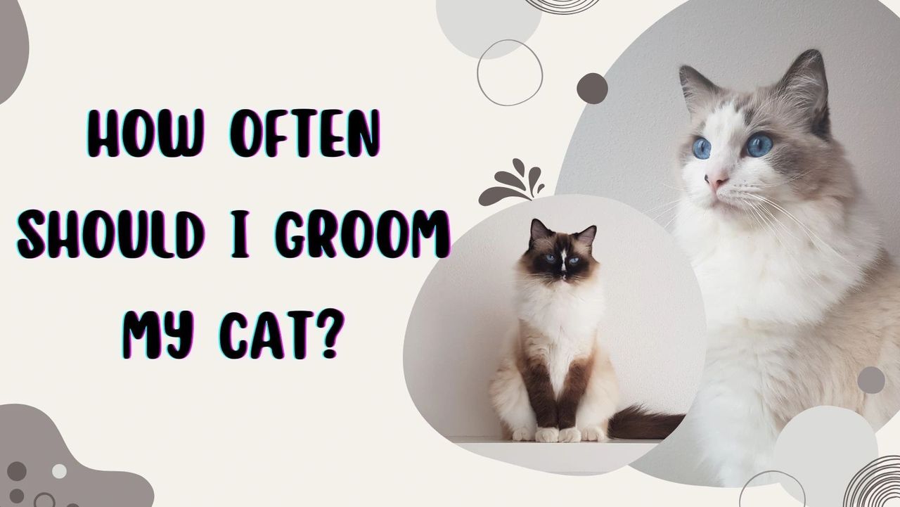 How Often Do I Need to Groom My Cat