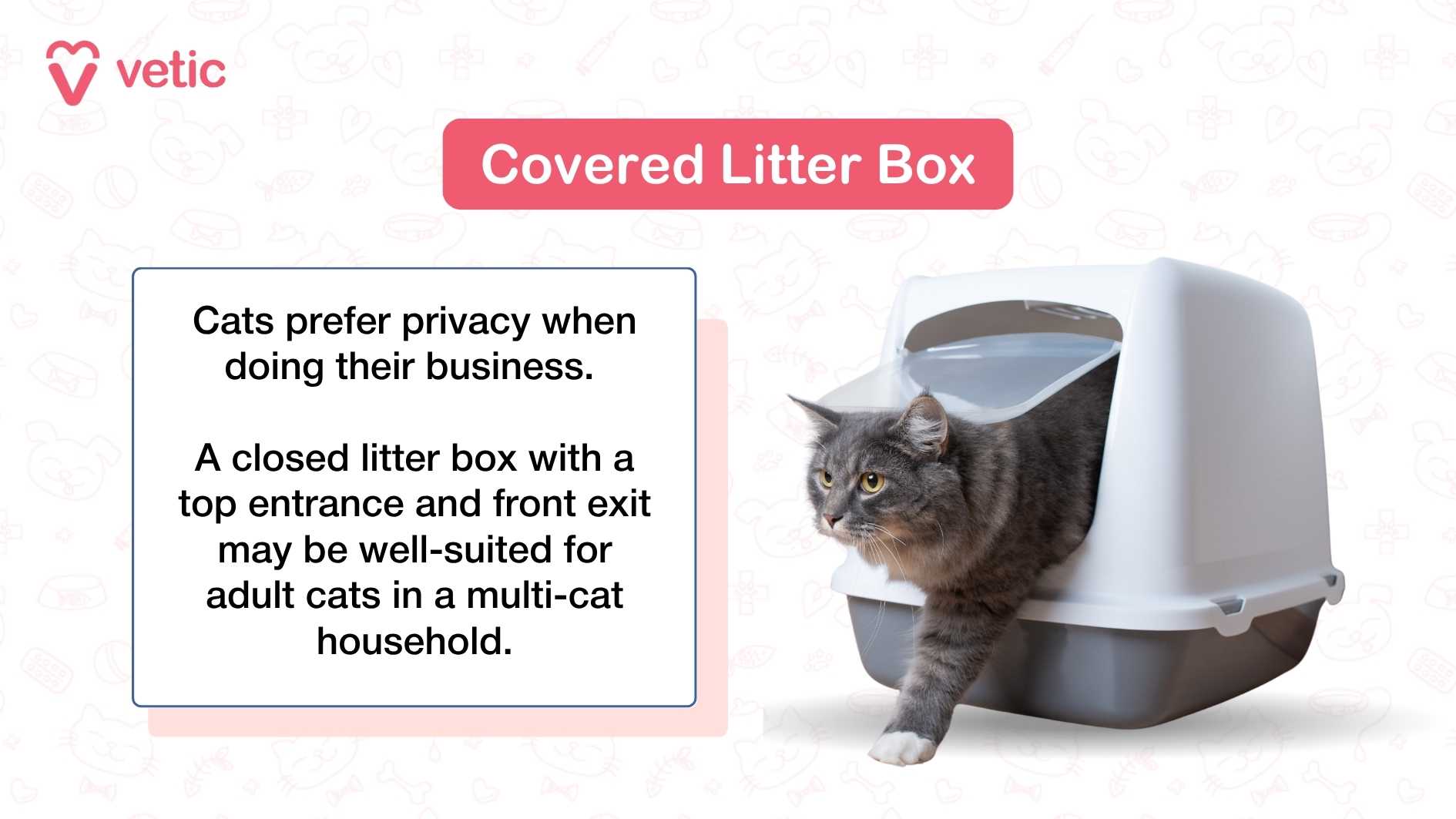 How Often Does a Cat Use the Litter Box