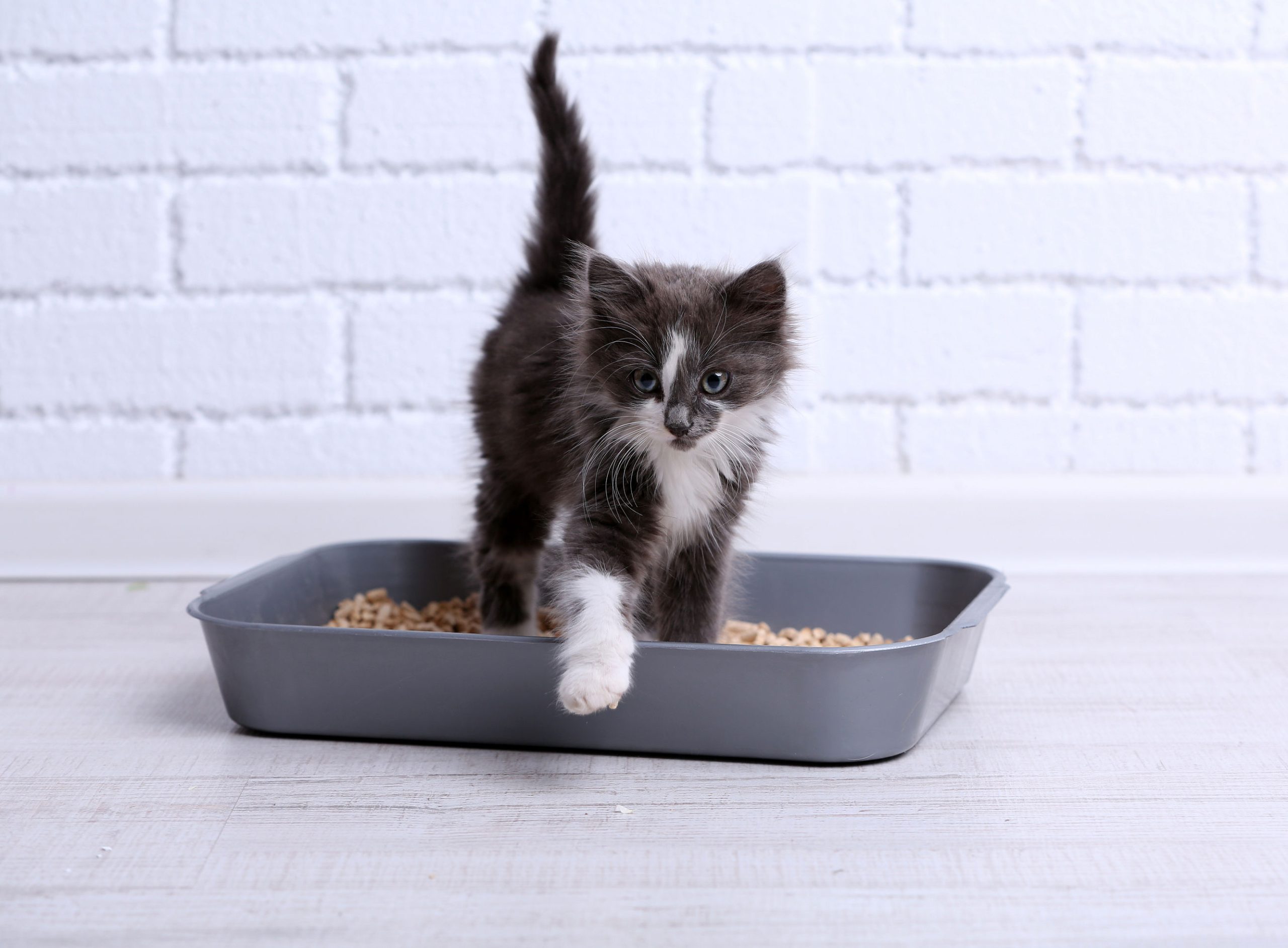 How Often to Clean Litter Box 2 Cats
