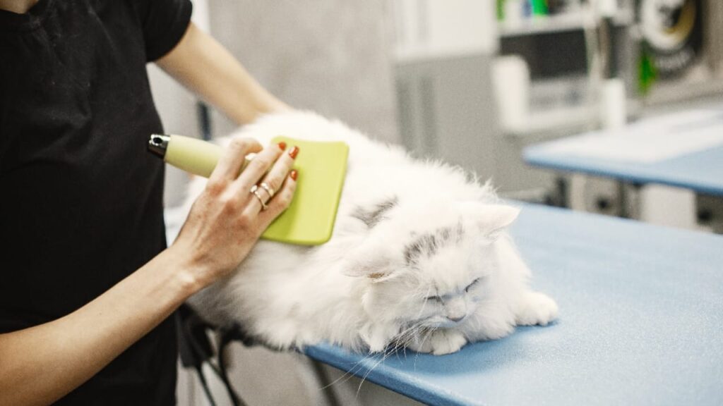 How Often to Groom a Longhaired Cat