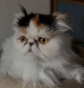How to Adopt a Persian Cat from Breeder: Ultimate Guide & Tips