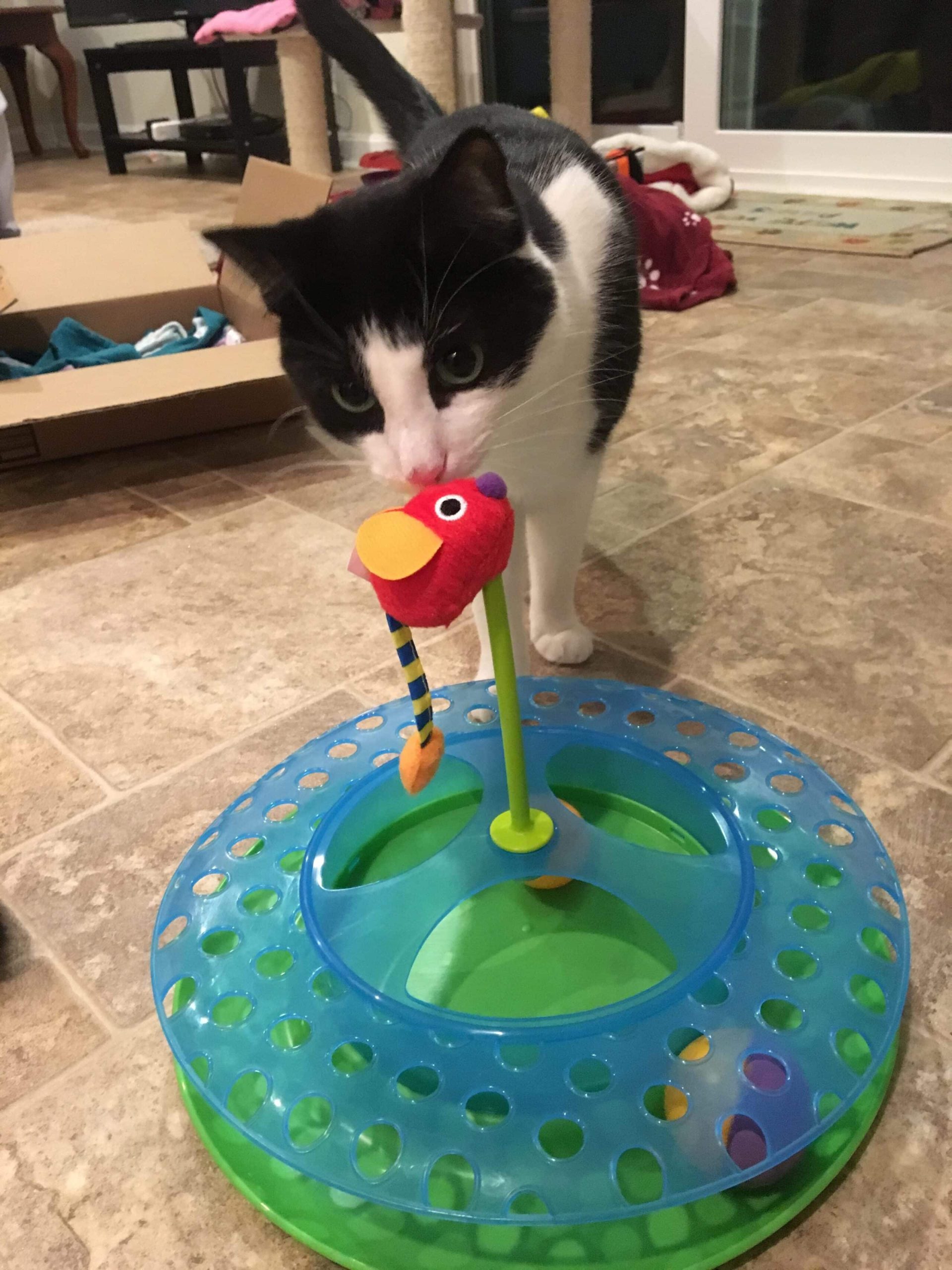 How to Attract Cats to Toys