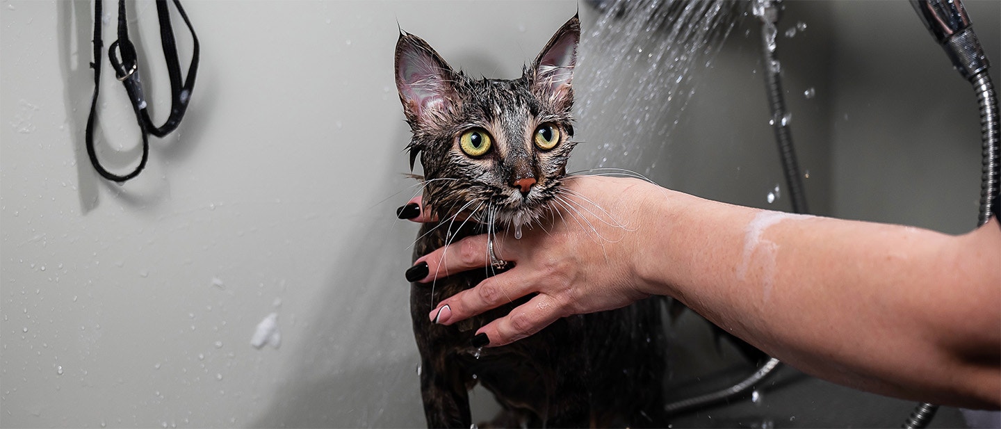 How to Bathe And Groom a Cat