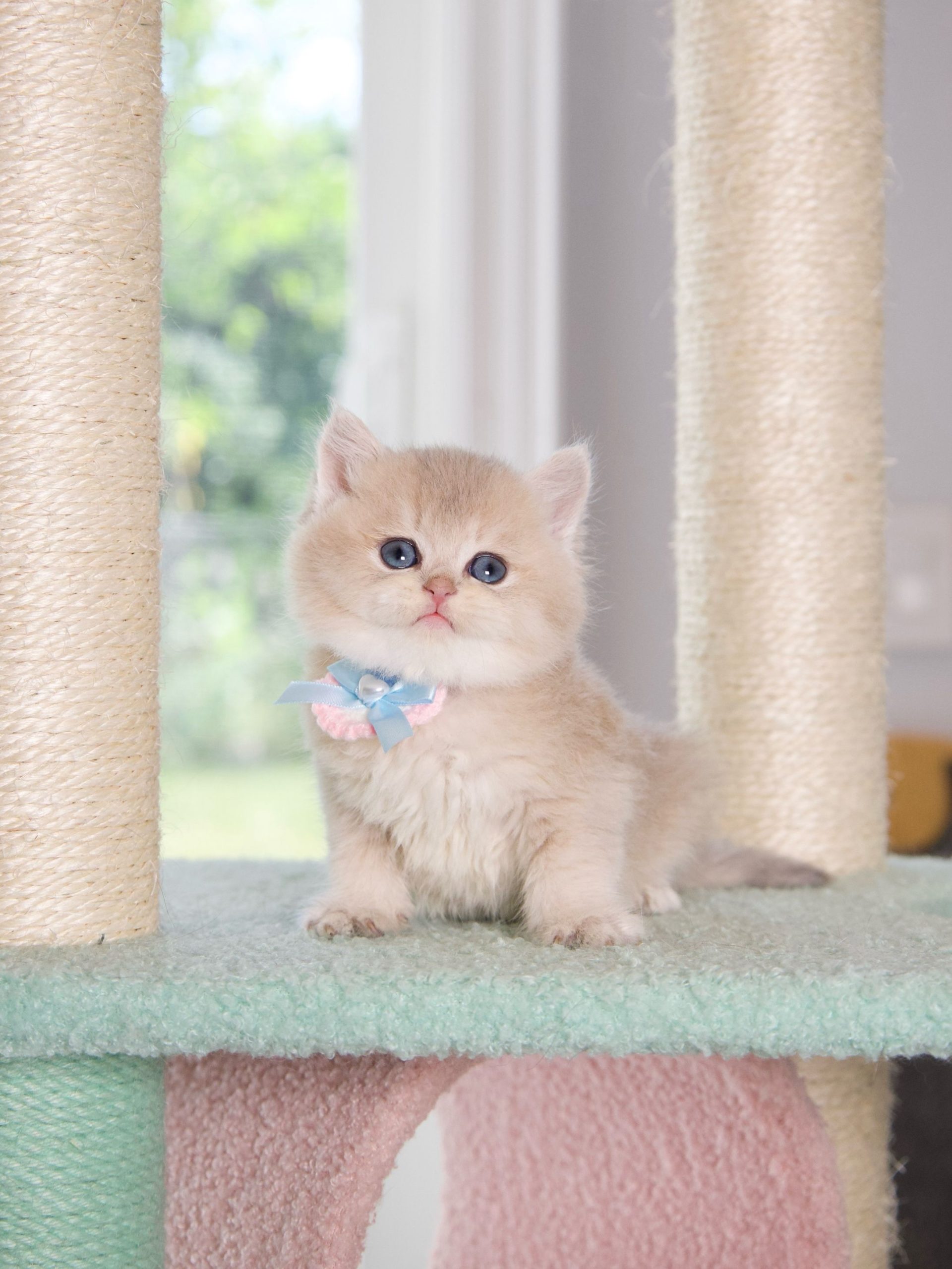 How to Be a Cat Breeder in Canada: Essential Tips for Success