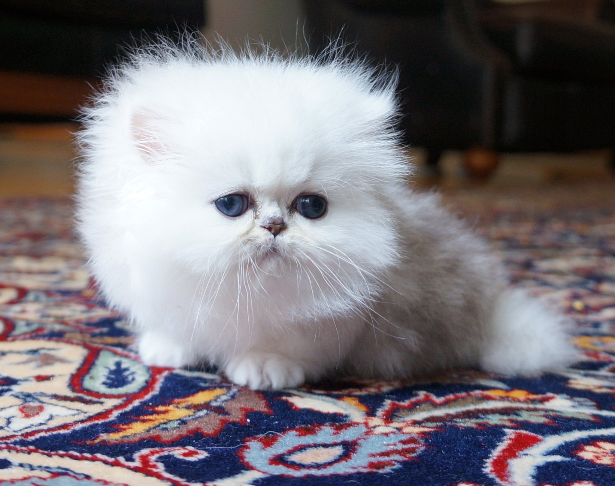 How to Be a Persian Cat Breeder: Expert Tips for Success