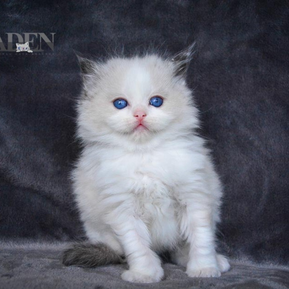 How to Be a Ragdoll Cat Breeder