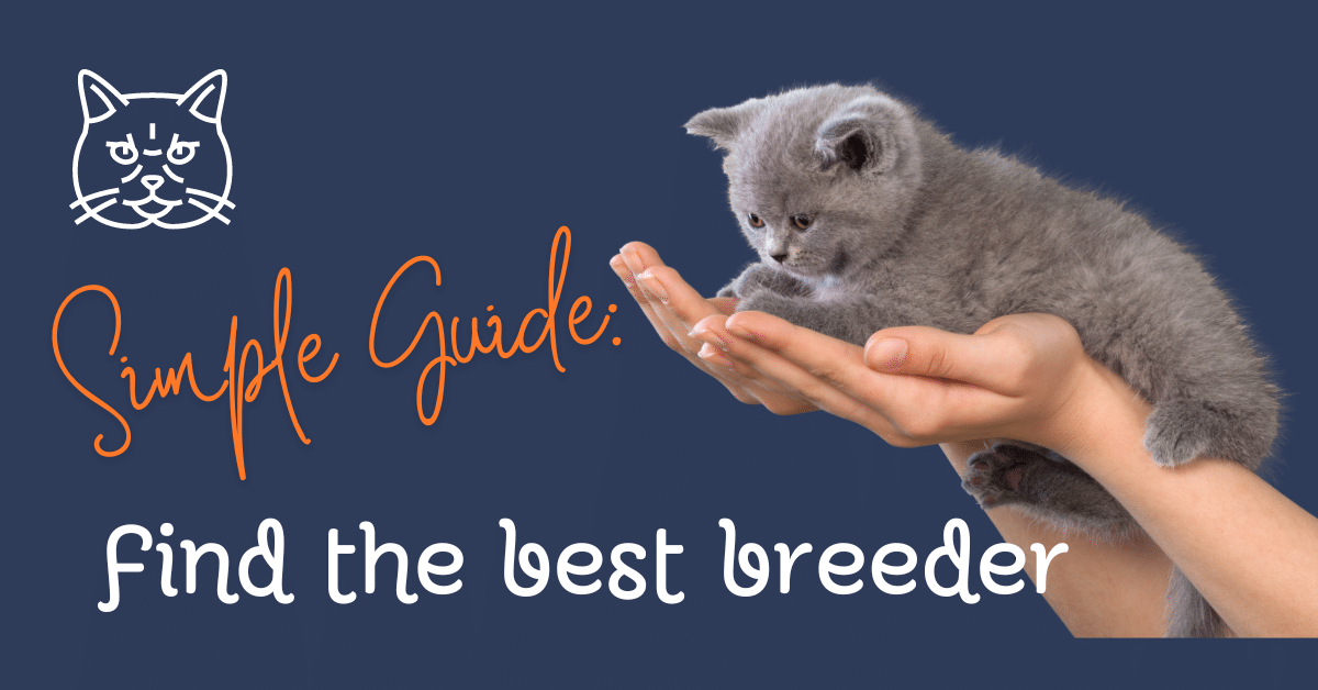 How to Be an Official Cat Breeder: Ultimate Guide to Success