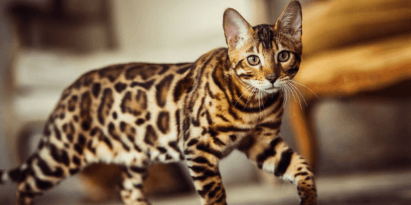 How to Become a Begal Cat Breeder: Ultimate Guide for Success