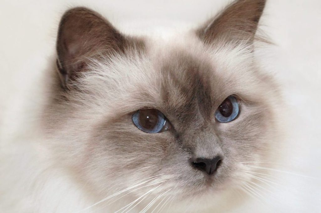 How to Become a Birman Cat Breeder: Expert Tips for Success