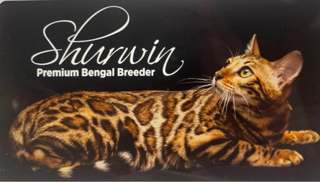 How to Become a Cat Breeder in Michigan: Ultimate Step-by-Step Guide