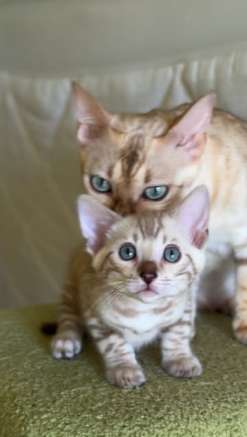 How to Become a Cat Breeder in Ny