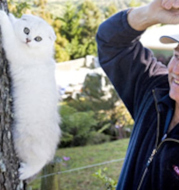 How to Become a Cat Breeder in Nz