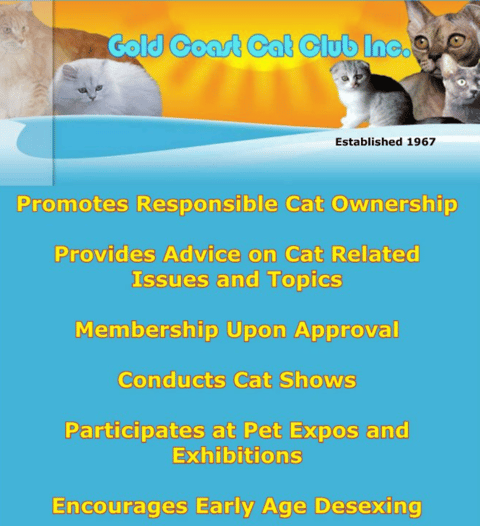 How to Become a Cat Breeder in Queensland: Ultimate Beginner’s Guide