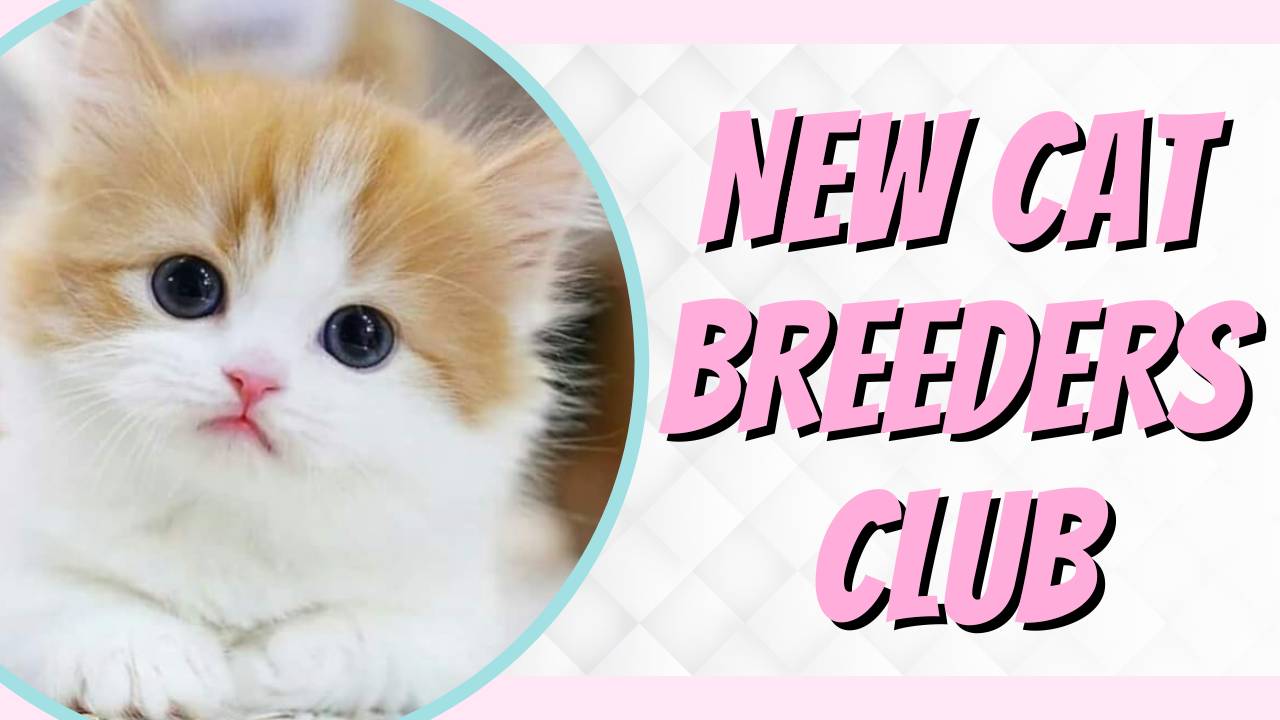 How to Become a Cat Breeder Qld