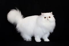 How to Become a Registered Cat Breeder in South Africa: Ultimate Guide
