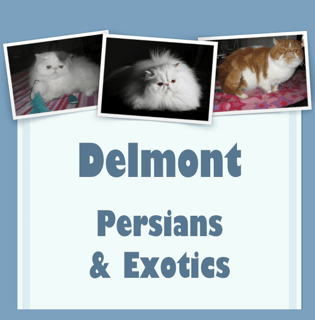 How to Become a Registered Cat Breeder in South Australia: Ultimate Guide