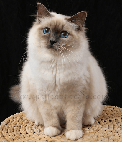 How to Become a Registered Cat Breeder in Tasmania: Ultimate Guide