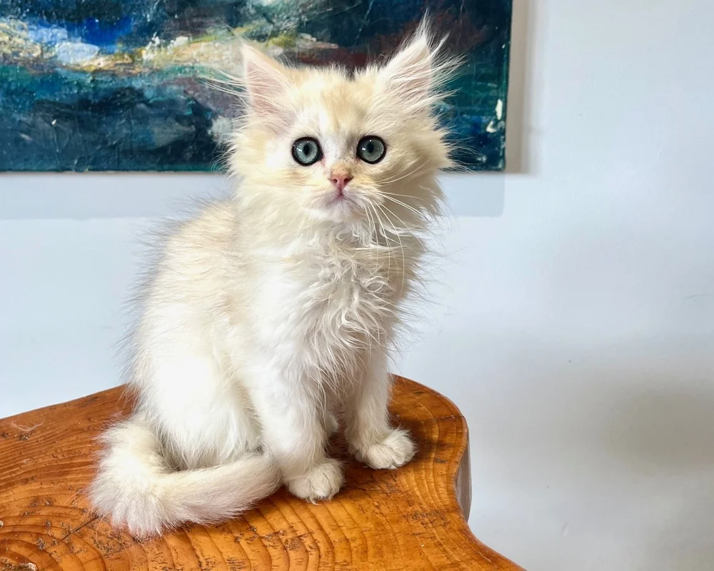 How to Become a Registered Cat Breeder Nz: Ultimate Step-by-Step Guide