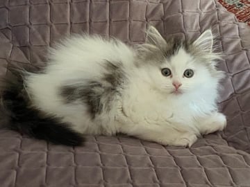 How to Become a Registered Cat Breeder Qld