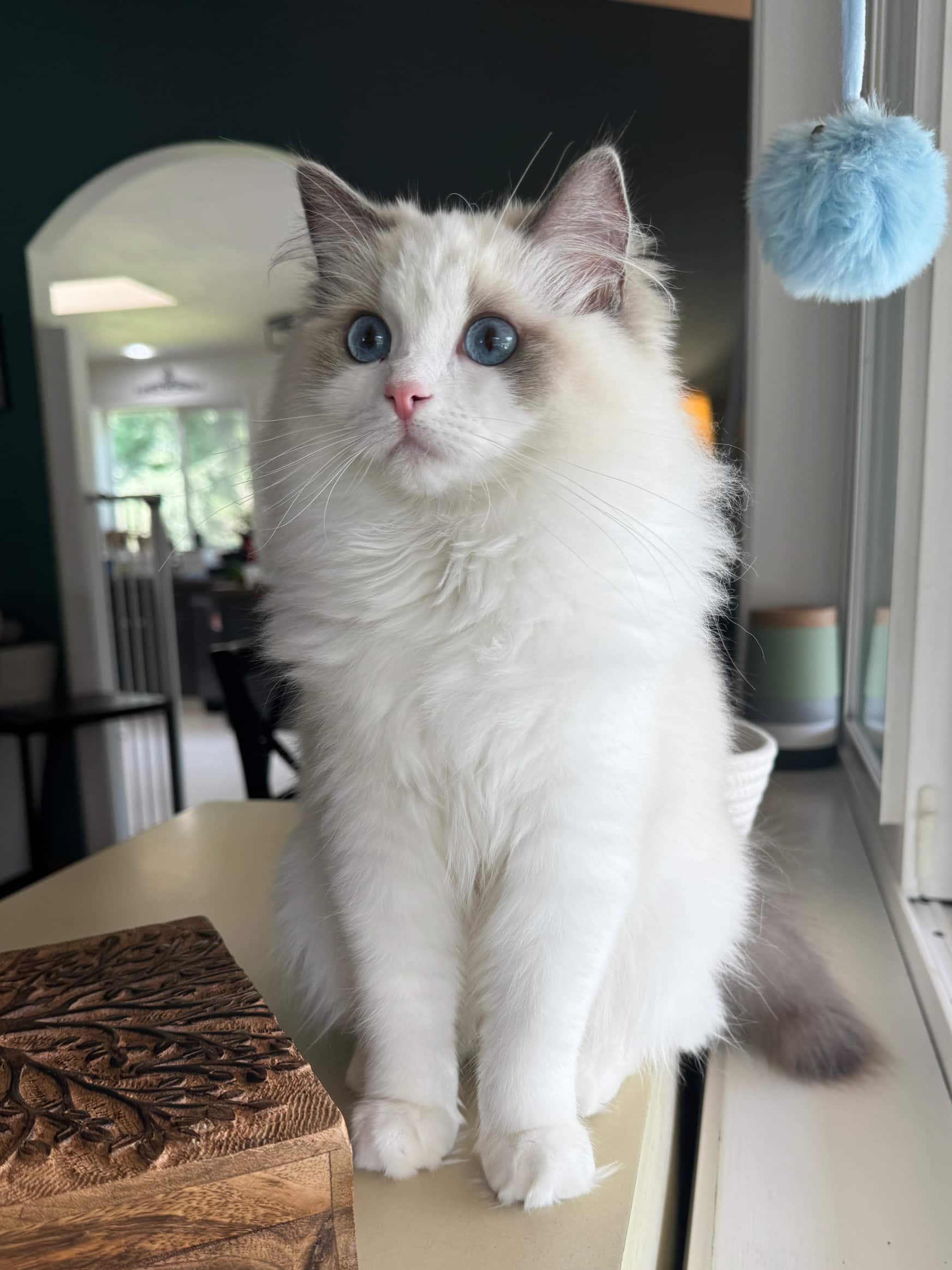 How to Become a Registered Ragdoll Cat Breeder: Ultimate Guide
