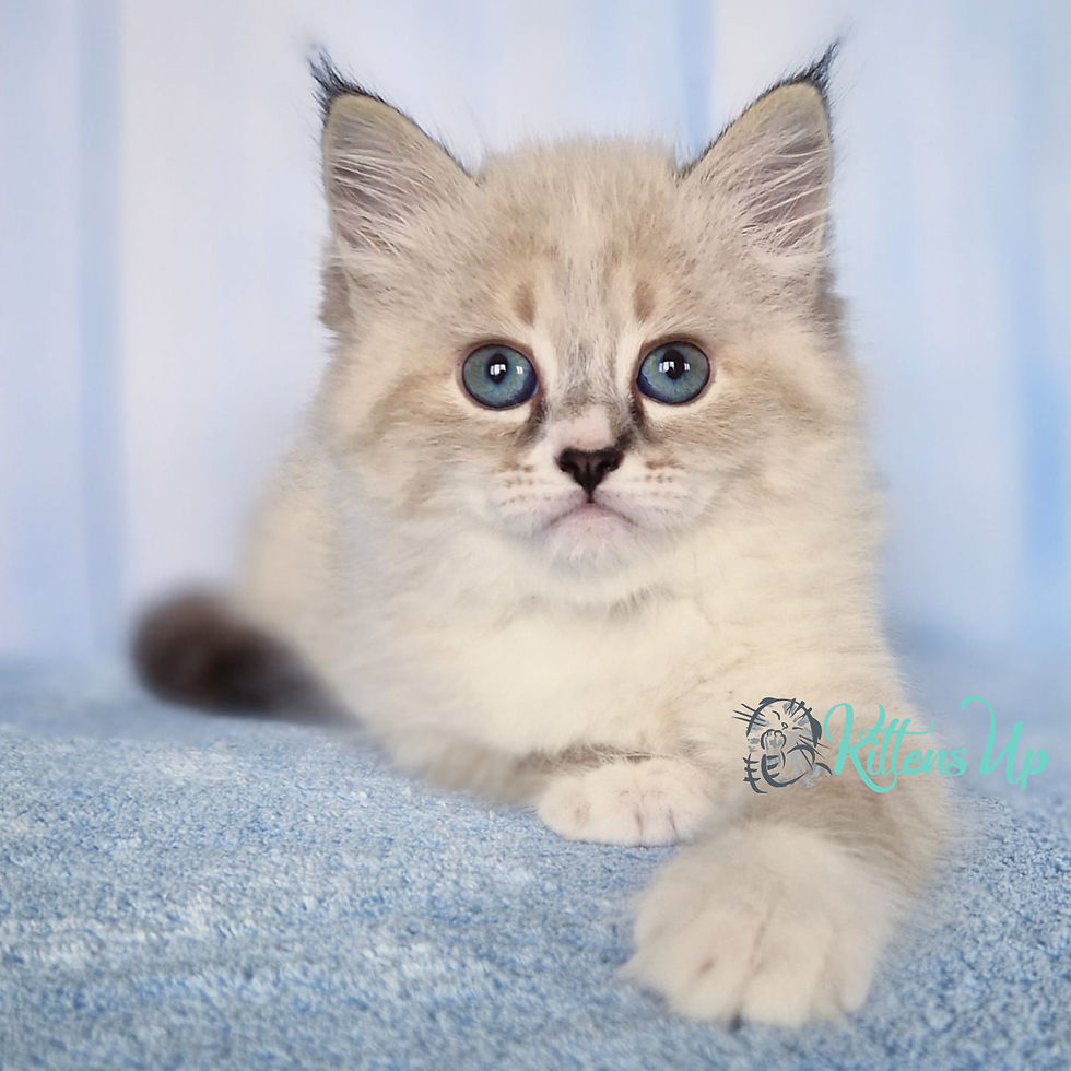 How to Become a Siberian Cat Breeder: Expert Tips for Success