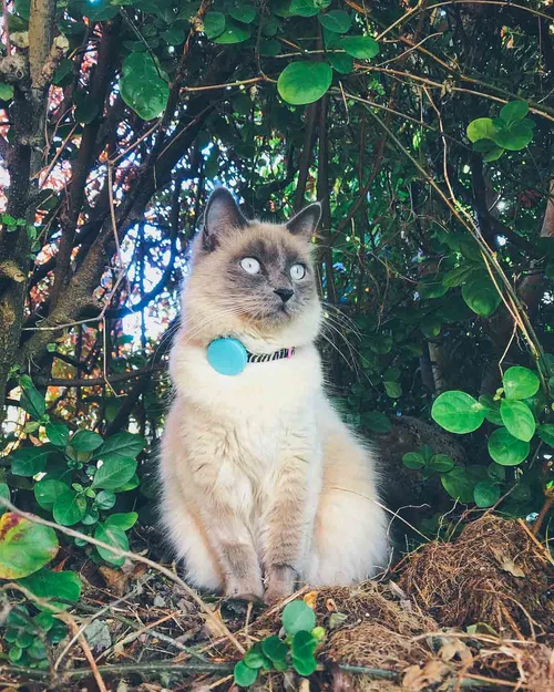 How to Best Groom Siamese Cat for Summer Heat