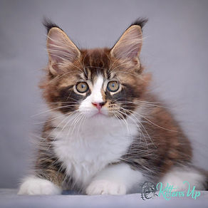 How to Buy Cat Breeds: Expert Tips for Choosing Your Perfect Pet