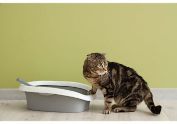 How to Clean Cat Litter Box