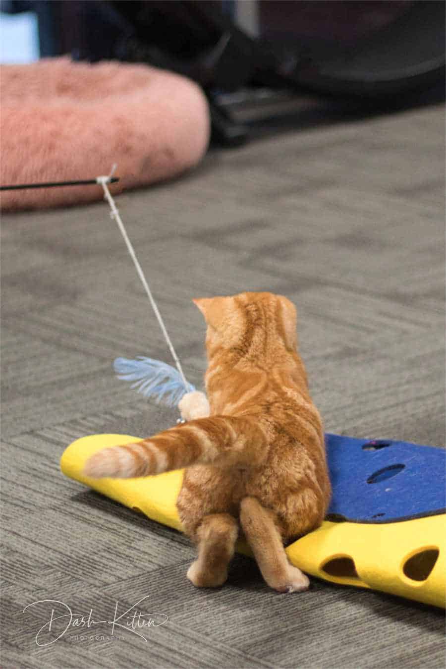 How to Do Tricks With Feather Cat Toy