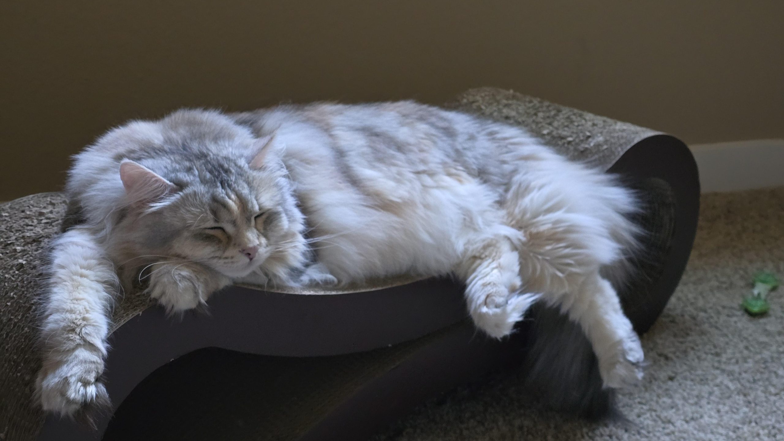 How to Find a Cat Groomer