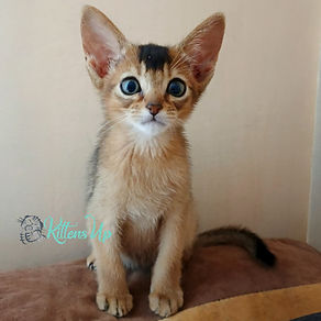 How to Find Abysinnian Cat Breeder