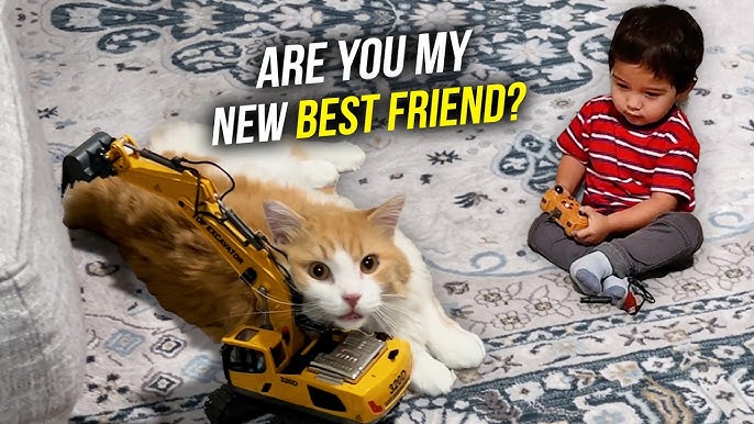 How to Get Cat Air Out of Toy Wheel: Easy Steps to Fix It Fast