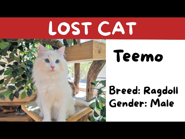 How to Get Cat from Out of State Breeder: Ultimate Guide 2025
