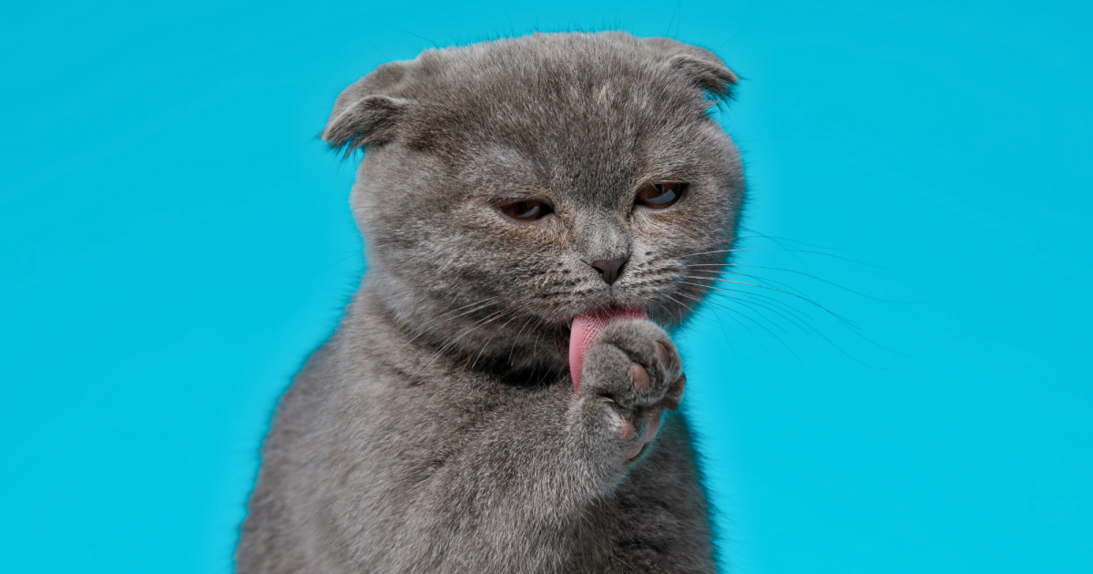 How to Get My Cat to Stop Grooming Me: Effective Tips That Work