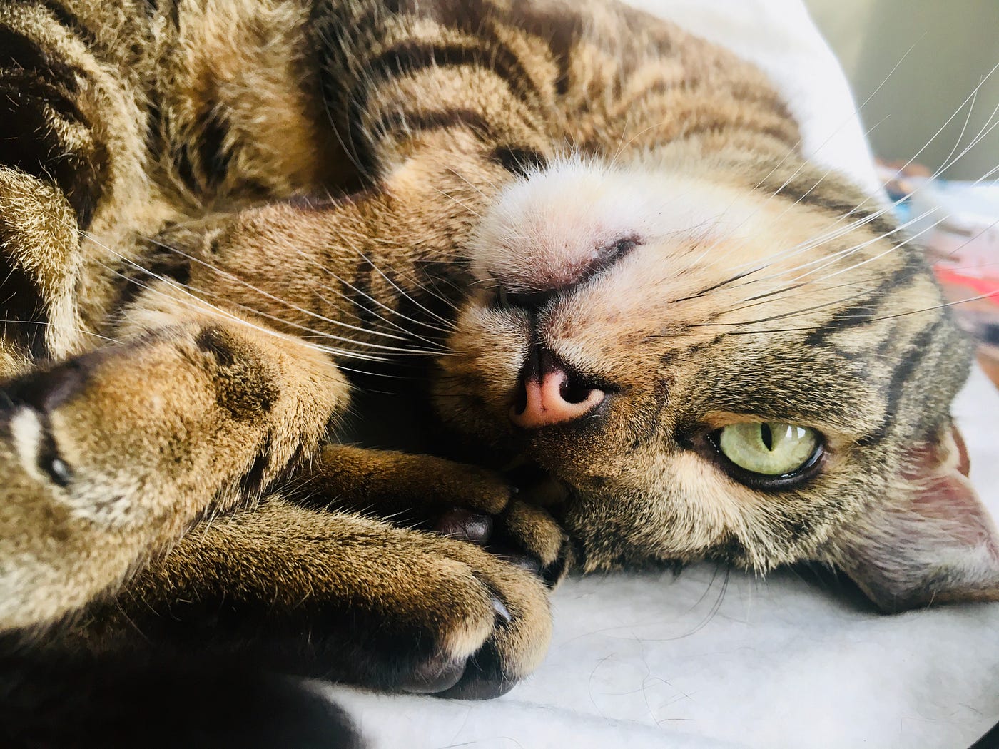 How to Get My Older Cat to Play With Toys