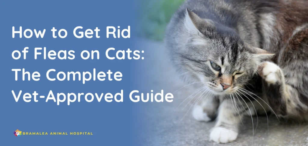 How to Get Ride of Fleas on Cats Toys