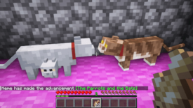 How to Get White Cat in Minecraft by Breeding