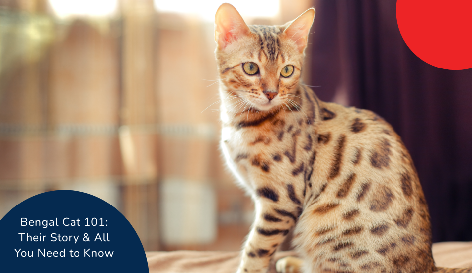 How to Groom a Bengal Cat: Expert Tips for a Shiny Coat