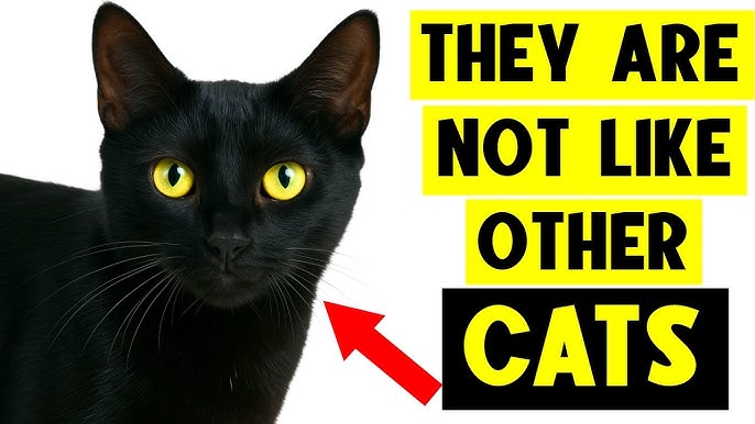 How to Groom a Bombay Cat